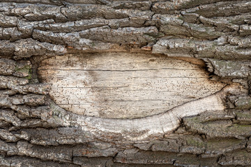 Close-up old oak tree . Debarked hole even surface of wooden body with space for text. Copyspace