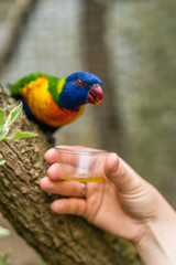 Woman feeding sweet nectar to Colourful parrot Rainbow