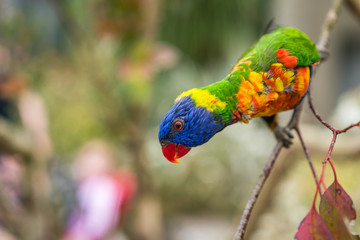 Lorikeet Rainbow Parrot on a tree