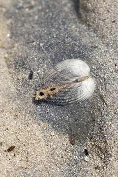 Bivalve coque respirant dans le sable