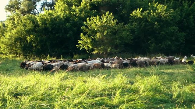 a great sheep's flock on a meadow in summer light