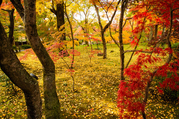 Fototapeta premium 京都 常寂光寺