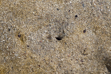Trou de coque dans le sable sur la plage de Bretagne