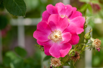 Fototapeta premium 花