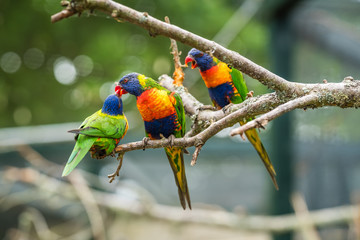 Colourful Lorikeet Rainbow parrots in a zoo