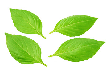 Obraz premium fresh green leaves isolated