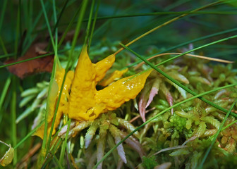 A yellow semi-liquid plasmodium of a Physarum slime mold, or myxomycete, on a grass. Slime moulds are special organisms that gather from microscopic amoebae
