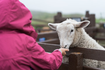 Little girl feeding sheep in on the farm