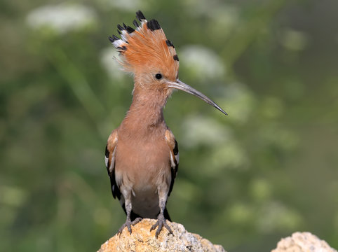 Extra close up and detailed photo of a hoopoe  with open crest sits on a stone on blurred background.