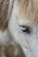 White stallion eye close up