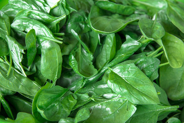 spinach leaves background