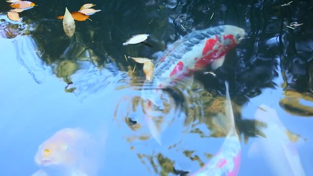 Beautiful view of Japanese Koi Carp fish & colorful maple leaves in a lovely pond in a in Kyoto Japan. A vibrant image of Chinese Carp fish swimming merrily among fallen leaves