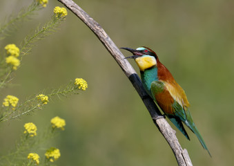 European bee-eater looks at a bee flying past to catch