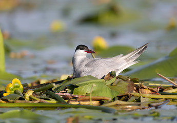 female whiskered tern (Chlidonias hybrida)  sits on a nest of aquatic plants. Close-up and detailed...