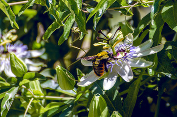 Abeja en flor