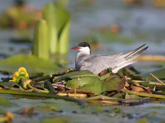 A female whiskered tern (Chlidonias hybrida)  sits on a nest of aquatic plants. Close-up and...