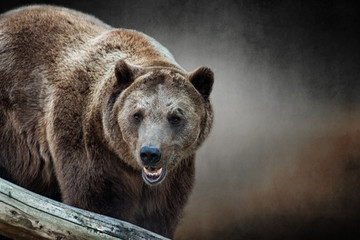 Brown bear in artistic processing