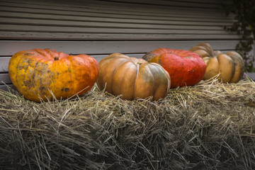 several pumpkins lie on a bench