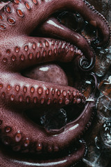 Obraz premium top view of big raw octopus with ice cubes