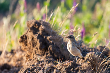 Northern Wheatear or Oenanthe oenanthe