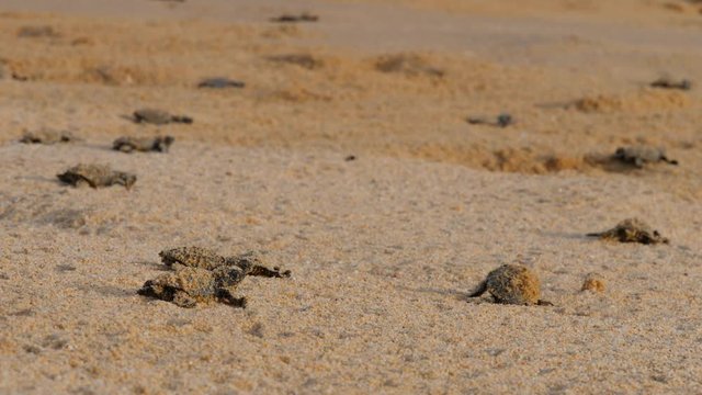 Baby Turtles being released back into the Wild