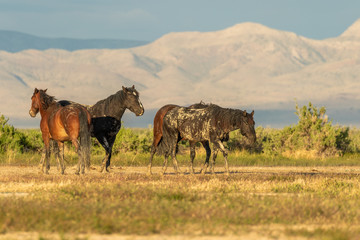Herd of Wild Horses