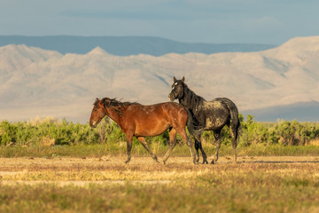 Herd of Wild Horses