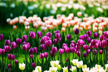 Fototapeta premium The scenic of tulips in the garden.