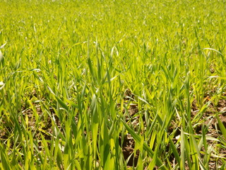 green grass in the field