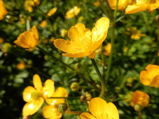 yellow flowers in the garden