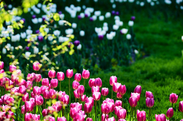 The scenic of tulips in the garden.