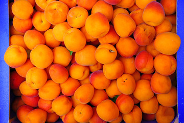 Ripe orange apricots in bulk at a farmers market