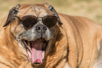 Yawning Dog