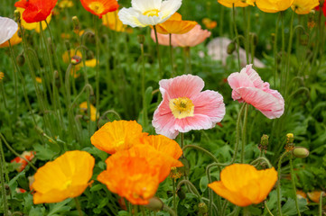 広島県　世羅ふじ園のポピー