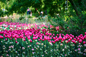 The scenic of tulips in the garden.