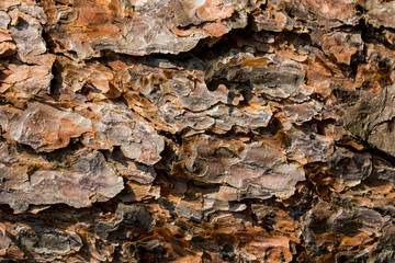 Brown tree bark texture