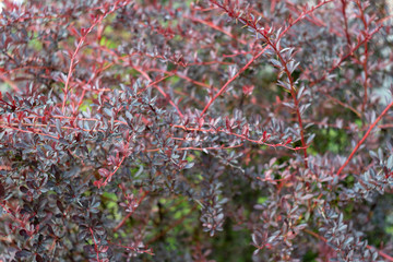 background. bush with burgundy and green leaves