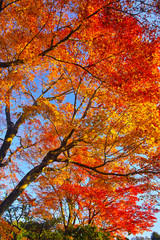 京都嵐山の紅葉

