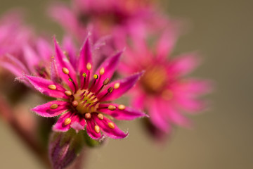 Pink flower of a sempervivum tectorum.