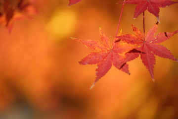 紅葉