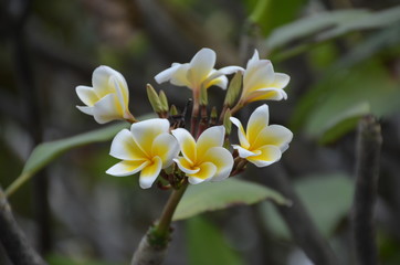flower plumeria thailand