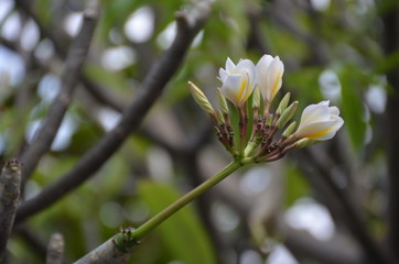 flower plumeria thailand