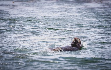Fototapeta premium California southern sea otter