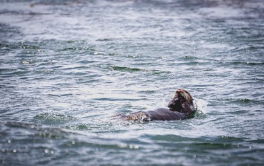 California southern sea otter