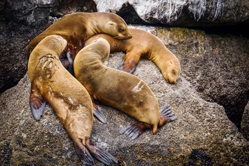 juvenile sea lions resting together