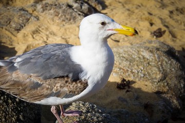 male gull on the beach