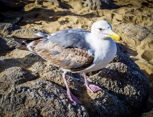 male seagull standing on a rock
