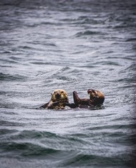 pair of sea otters