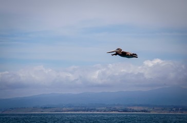 Fototapeta na wymiar pelican flying with flat wings