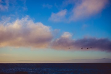 Obraz premium pelicans flying in the sunset